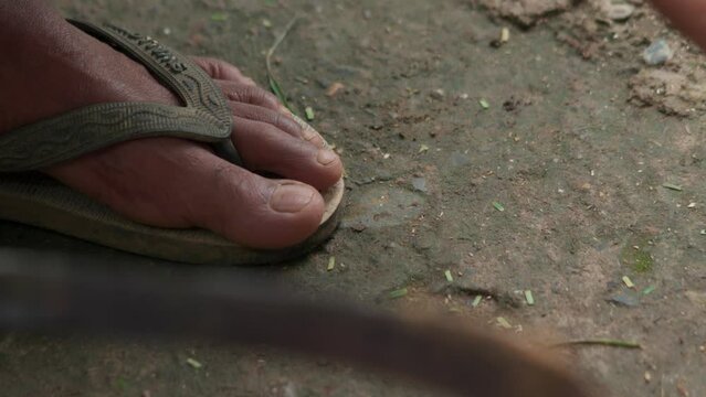 Farmers peel harvested nutmeg to separate the skin fruit