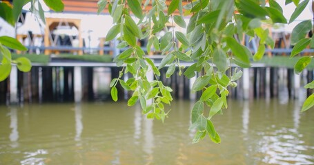 Green leaves hanging over a tranquil river with a blurred view of house in the background,...