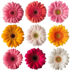 A set of Colorful Gerbera Roses Collection of Flowers isolated on a white background. Red, pink, yellow, white, orange colors .studio shot.