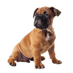 Obraz premium Bordeaux puppy dog is sitting forward. isolated on a white background.