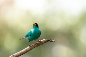 Green honeycreeper bird small in beautiful light calling and singing Costa Rica wildlife fauna 