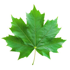 Fototapeta premium Green maple leaf isolated white background. With clipping path