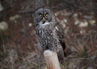 Great Grey Owl near Castlerock