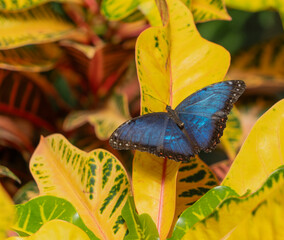Blue Morpho butterfly on a leaf