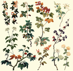 Vintage Botanical Berries Collection:  A richly detailed vintage botanical illustration showcasing a diverse array of berry branches, each with unique leaves and fruit