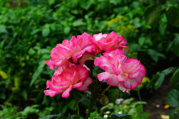 Beautiful rose flowers in the garden.
