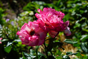 Obraz premium Beautiful rose flowers in the garden.