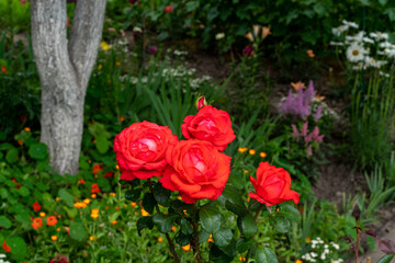 Beautiful rose flowers in the garden.