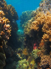 Fototapeta na wymiar Vivid seascape, tropical coral reef in the ocean. Colorful corals and warm sea. Underwater seascape photography. Wildlife in the water, travel picture. Marine life.