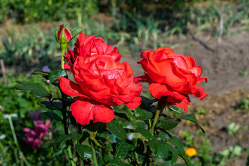 Beautiful rose flowers in the garden.