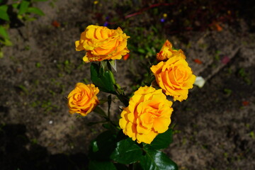 Beautiful rose flowers in the garden.