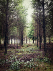 pine wood at Ladock cornwall uk 