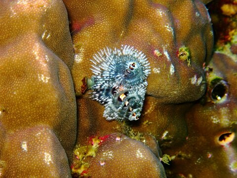 Coral reef animal - christmas tree worm on the corals. Underwater macro photography from scuba diving. Aquatic worm, marine life in the sea. Reef exploration, travel picture.