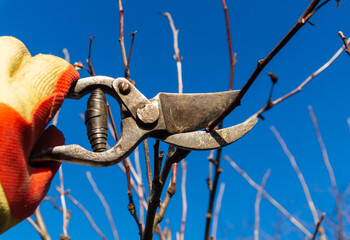 Preventative cleaning of the garden and pruning of branches with pruning shears in the gardener...