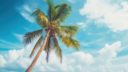 Palm tree on tropical beach with blue sky