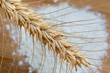 Wheat spikelet in selective focus. Wheat flour on wooden background out of focus.