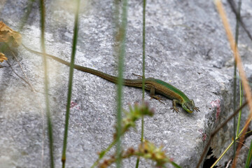 Dalmatian Wall Lizard (Podarcis melisellensis) basking on a rock, taken in Herzegovina.