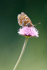 Glanville Fritillary (Melitaea cinxia) feeding on a pink flower. 