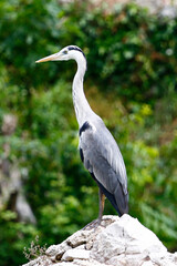 A Grey Heron (Ardea cinerea) on a stone by a river in Croatia.