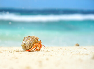 Seashell on the beach