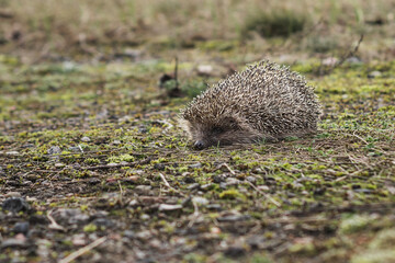 hedgehog in the grass