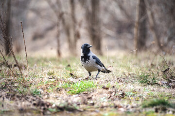 crow on the ground