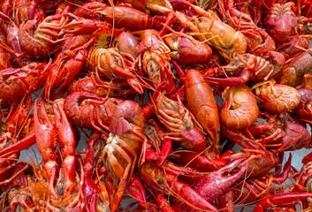 many red crayfish ( Procambarus
clarkii) on top of the ice in a fishmonger