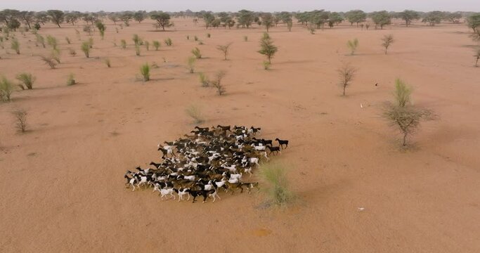 Aerial close-up panning. Herd of goats in the barren landscape of the Sahel, Sahara Desert, Senegal. Drought, Climate Change, Desertification