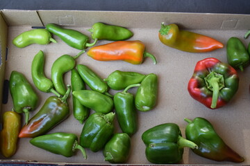green paprikas turning ripe in a box