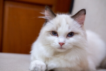 Cute, small Ragdoll cat. 4 months old