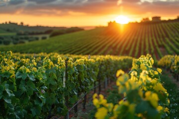 Beautiful sunset gleaming over symmetrical vineyard rows with green foliage capturing the essence of Tuscany