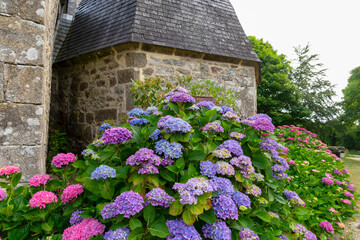 Fototapeta na wymiar L'été pare le mur de la chapelle de magnifiques hortensias aux teintes bleues et roses, créant une palette de couleurs vives qui éblouit les visiteurs et enchante le cœur des promeneurs bretons