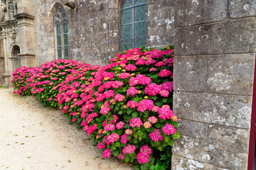L'été habille le mur de la chapelle de délicats hortensias roses, offrant un spectacle...