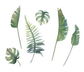Watercolor palm leaves collection. Hand drawn illustration on white background