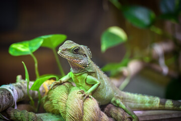 Saharan Spiny Tailed Lizard