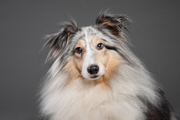 blue merle tricolor shetland sheepdog sheltie close up portrait in the studio on a grey background