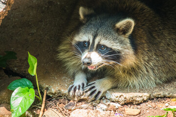 The crab-eating raccoon or South American raccoon (Procyon cancrivorus) is a species of raccoon native to marshy and jungle areas of Central and South America