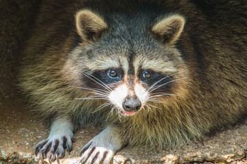 The crab-eating raccoon or South American raccoon (Procyon cancrivorus) is a species of raccoon native to marshy and jungle areas of Central and South America © lessysebastian