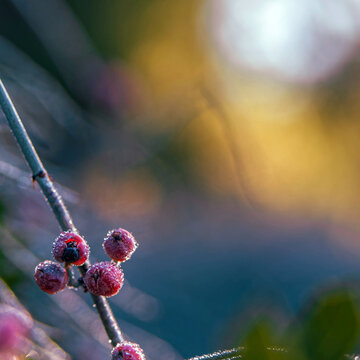 The morning sun creates flare and light bubbles behind these bright red Ephedra Aphylla Forssk berries...