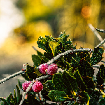 Red Ephedra aphylla Forssk berries shine like transparent pearls laid on Kermes Oak leaves under the morning sun. Tranquil winter scene...