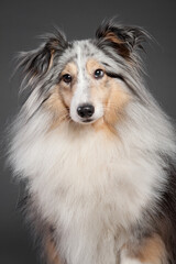 blue merle tricolor shetland sheepdog sheltie close up portrait in the studio on a grey background
