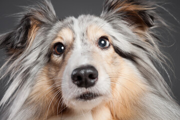 blue merle tricolor shetland sheepdog sheltie close up face portrait in the studio on a grey background