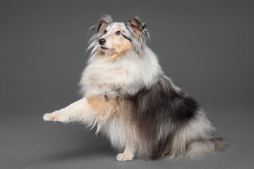blue merle tricolor shetland sheepdog sheltie lifting a paw in the studio on a grey background
