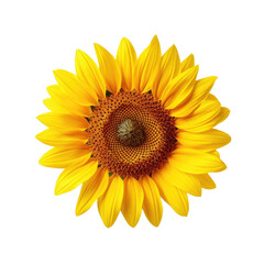 Fototapeta premium sunflower flower isolated on white transparent background