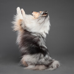 blue merle tricolor shetland sheepdog sheltie lifting two paws trick in the studio on a grey...