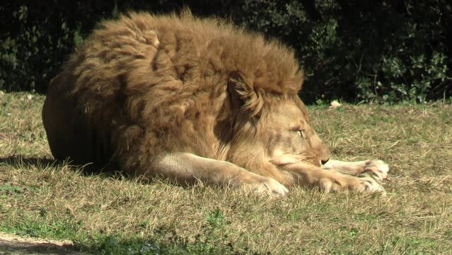 lion, en gros plan,  couché sur le sol