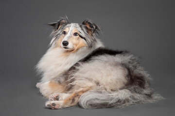 blue merle tricolor shetland sheepdog sheltie lying in the studio on a grey background