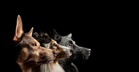a group of three dogs ashetland sheepdog sheltie and an australian kelpie and a croatian sheepdog hrvatski ovcar dog profile head portrait in the studio on a black background - obrazy, fototapety, plakaty