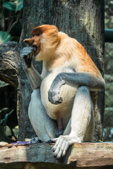 The proboscis monkey or long-nosed monkey (Nasalis larvatus) is an arboreal Old World monkey with an unusually large nose, a reddish-brown skin color and a long tail. It is endemic to the southeast As