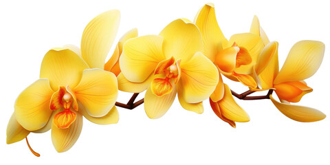 Yellow Orchid isolated on transparent background, PNG 